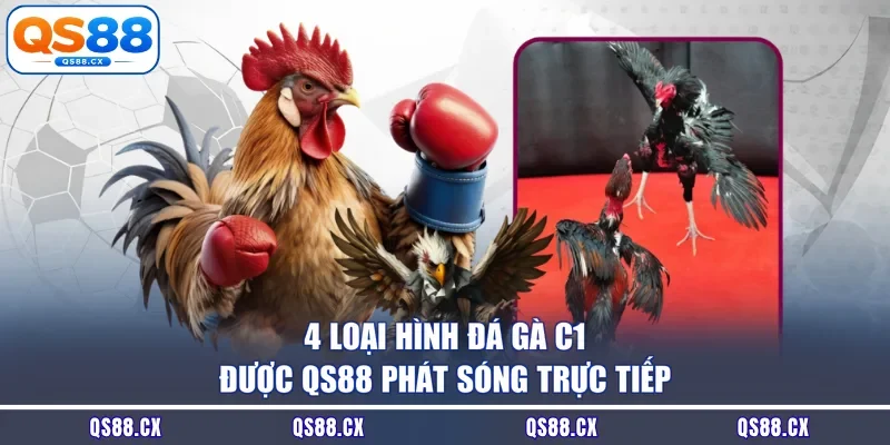 4 loại hình đá gà C1 được QS88 phát sóng trực tiếp