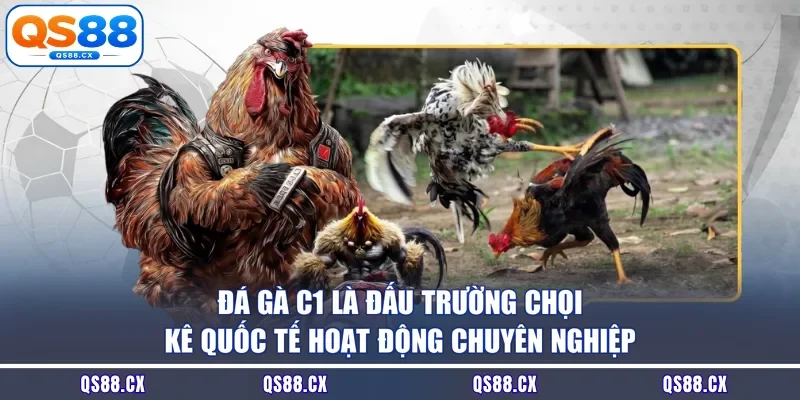 Đá gà C1 là đấu trường chọi kê quốc tế hoạt động chuyên nghiệp