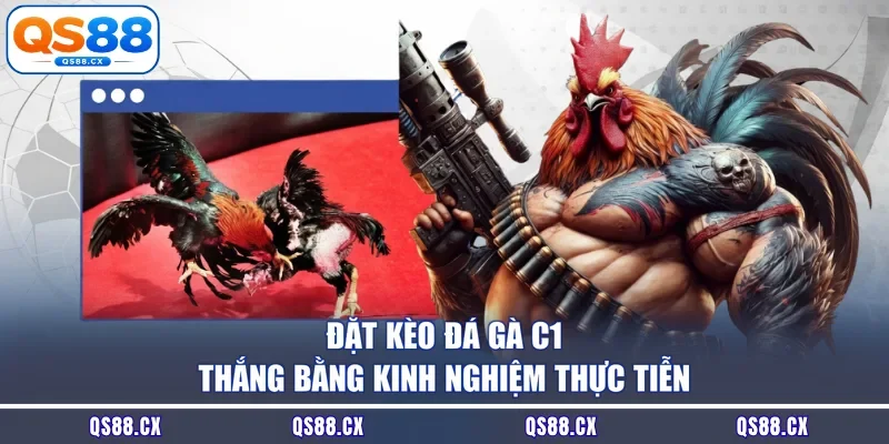 Đặt kèo đá gà C1 thắng bằng kinh nghiệm thực tiễn