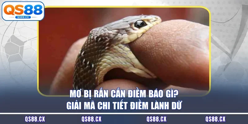 Mơ Bị Rắn Cắn Điềm Báo Gì? Giải Mã Chi Tiết Điềm Lành Dữ